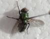 Lucilia sp.